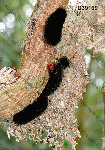 Ammalo helops (Arctiinae, Erebinae, Erebidae, Lepidoptera)